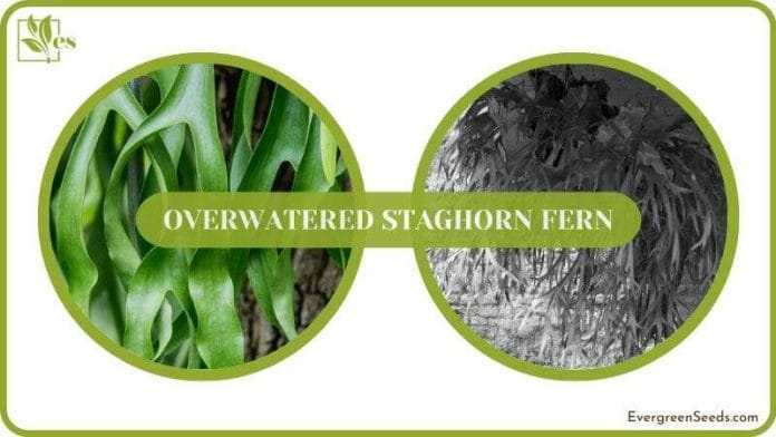 Save Overwatered Staghorn FernSave Overwatered Staghorn Fern