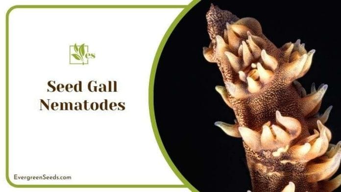 Seed Gall Nematodes