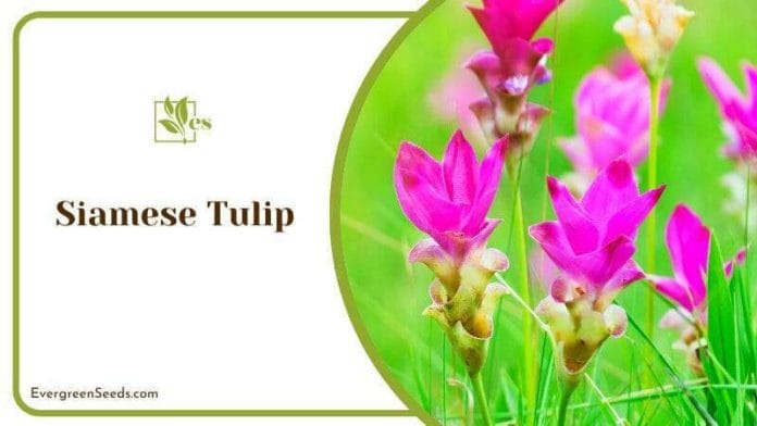 Siamese Tulip in All its Vibrant Colors