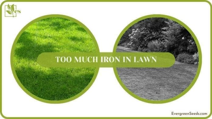 Signs of Too Much Iron in Lawn