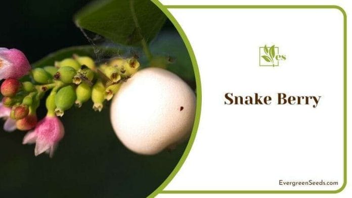Snake Berry on a Branch