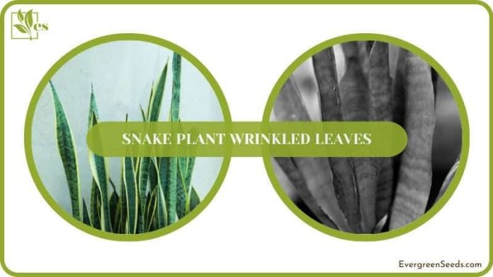 Snake Plant Wrinkled Leaves Reasons and Solutions