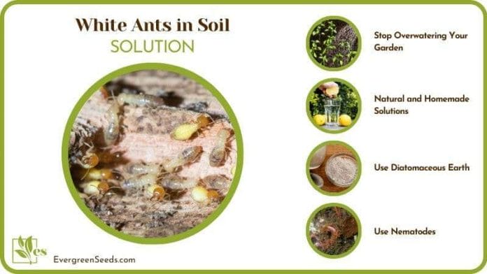 Solutions for White Ants in Soil