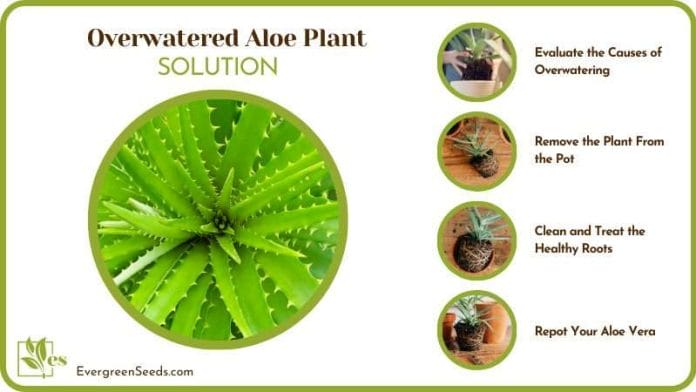 Solutions of Overwatered Aloe Plant