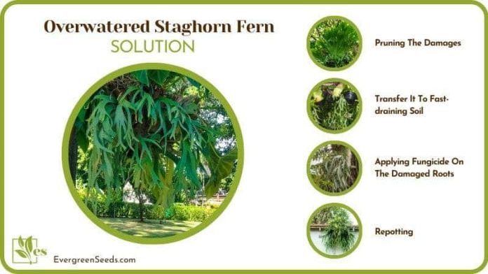 Solutions of Overwatered Staghorn Fern