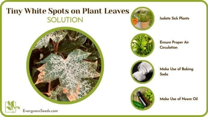 Solutions of Tiny White Spots on Plant Leaves