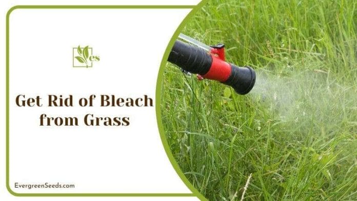 Spraying Bleach on Lawn Grass