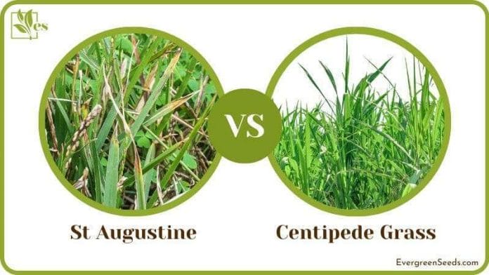 St Augustine vs Centipede Grass Comparison