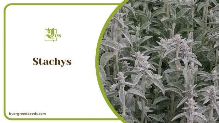 Stachys Aesthetic Features