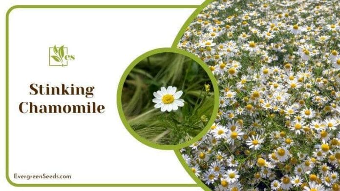 Stinking Chamomile Plants in Field