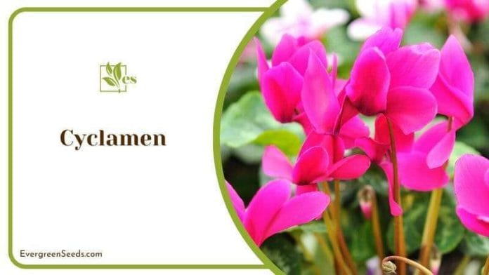 The Delicate Charm of Cyclamen