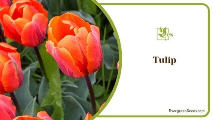 The Timeless Elegance of Tulips