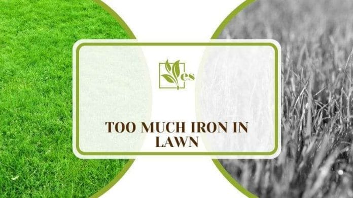 Too Much Iron In Lawn