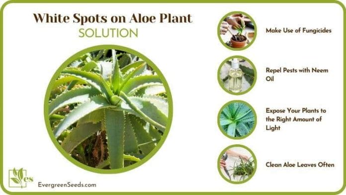 Treat White Spots on Aloe Plant