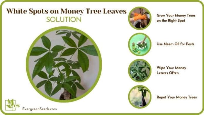Treat White Spots on Money Tree Leaves