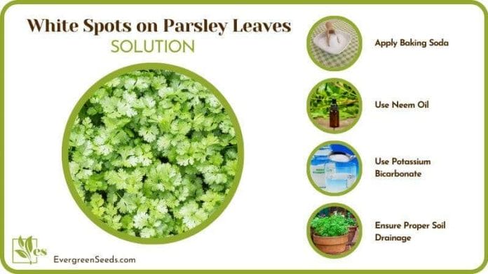 Treat White Spots on Parsley Leaves