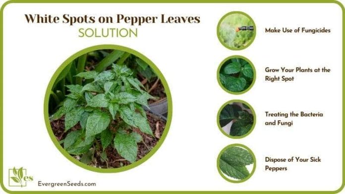 Treat White Spots on Pepper Leaves