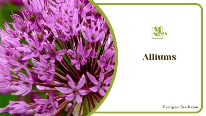 Unique Allium Flowers Addition