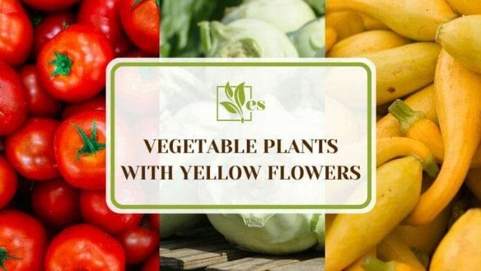 Vegetable Plants with Yellow Flowers