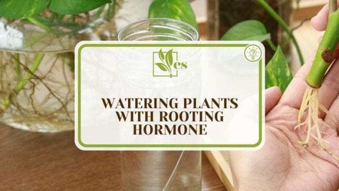 Watering Plants with Rooting Hormone
