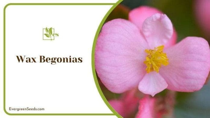 Wax Begonias