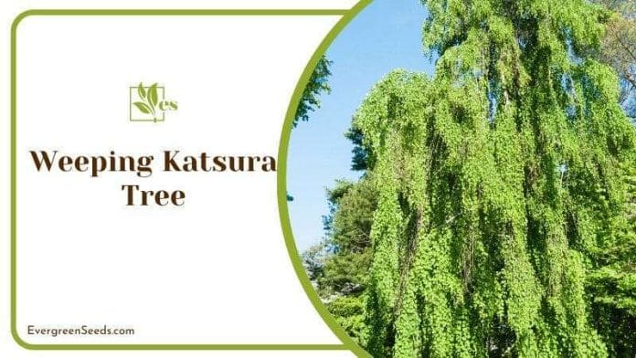 Weeping Katsura Tree