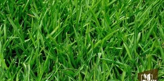 What You Need To Know About Creeping Red Fescue