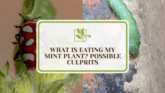 What is Eating My Mint Plant 5 Possible Culprits
