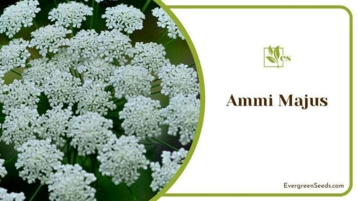 White Ammi Majus Flowers
