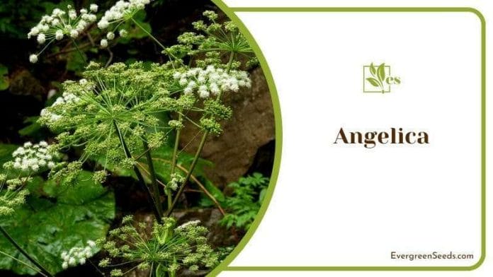 White Angelica Flowers in Plants