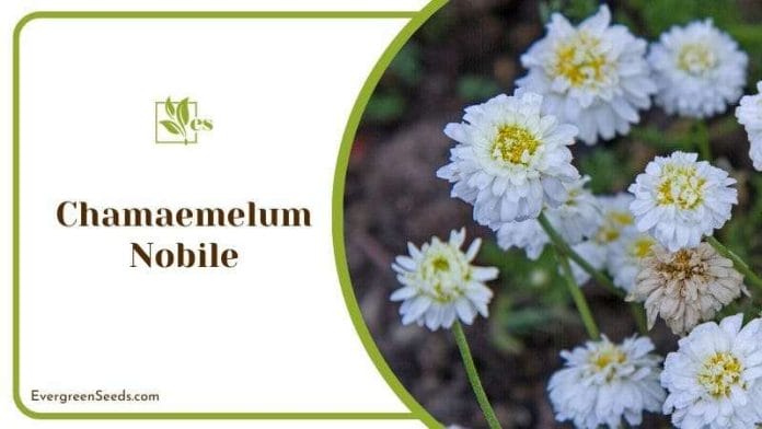 White Chamaemelum Nobile Blossoms