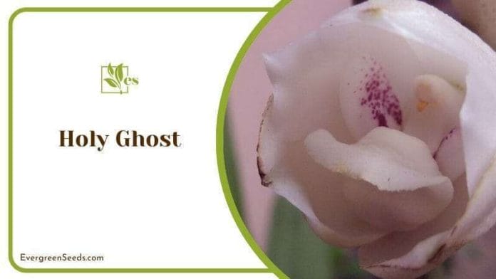 White Pink Holy Ghost Plant Flower