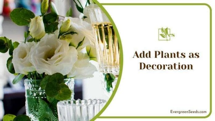 White Roses Plants for Decoration