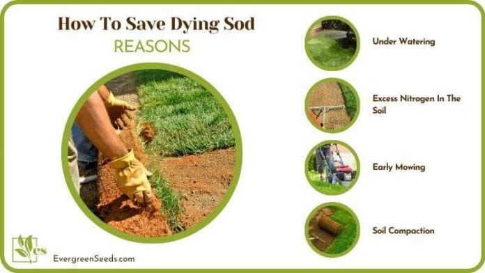 Why Is Sod Dying
