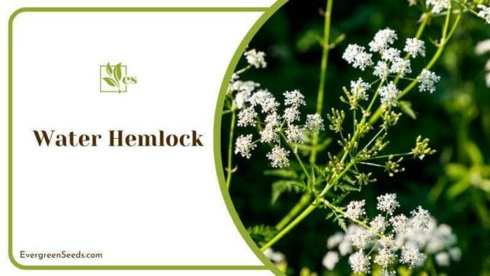 Wild Water Hemlock White Flowers