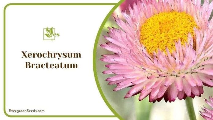 Xerochrysum Bracteatum
