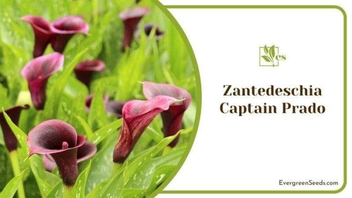 Zantedeschia Captain Prado