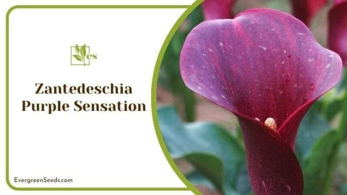 Zantedeschia Purple Sensation