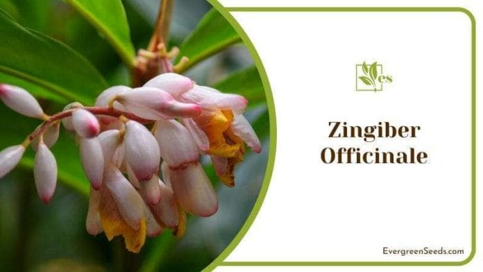 Zingiber Officinale known as Ginger