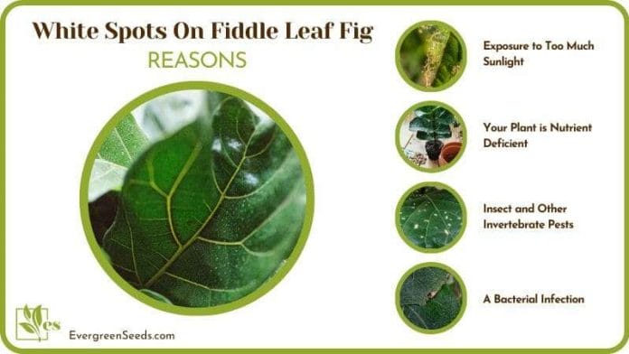 dealing with White Spots On Fiddle Leaf Fig