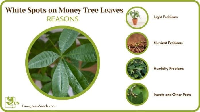 dealing with White Spots on Money Tree Leaves