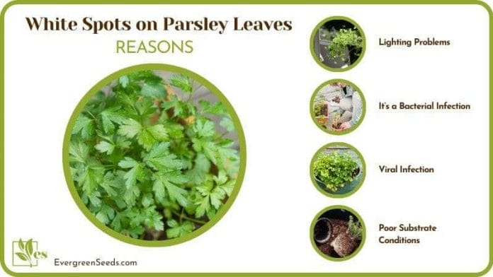 dealing with White Spots on Parsley Leaves