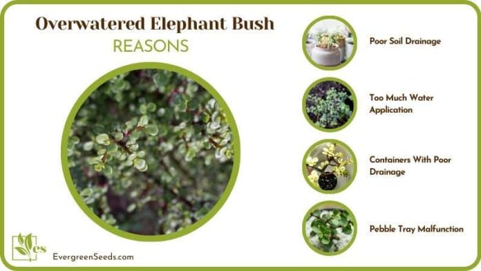 dealing with an Overwatered Elephant Bush