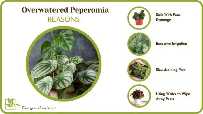 dealing with an Overwatered Peperomia
