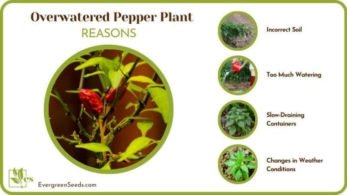 dealing with an Overwatered Pepper Plant