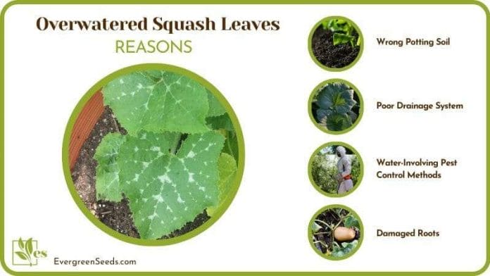 dealing with an Overwatered Squash Leaves