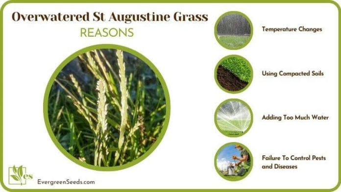 dealing with an Overwatered St Augustine Grass
