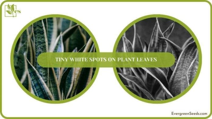 fix their leaves with white leaves