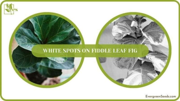 get rid of White Spots On Fiddle Leaf Fig