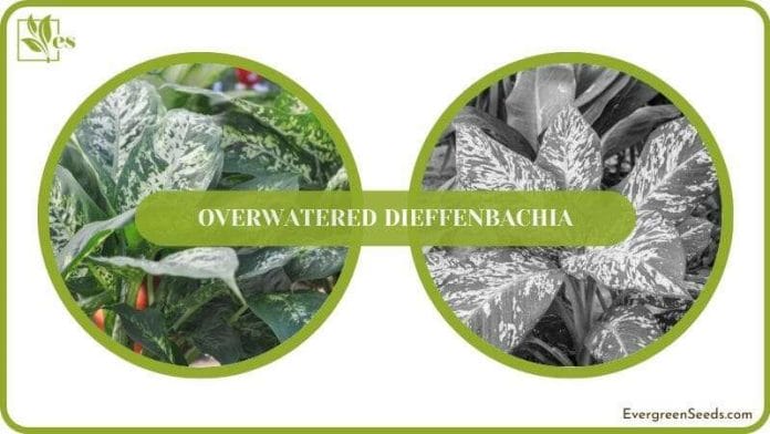 prevent your dieffenbachia from being overwatered